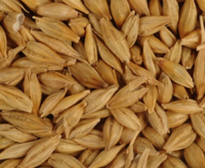 Barley