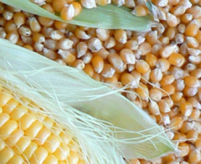 Maize