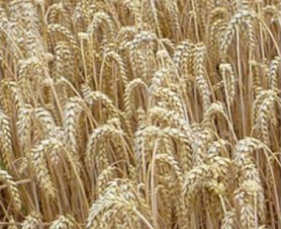 Wheat